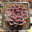 Echeveria 'Bella Rosa' 3"-4" Succulent Plant Cutting