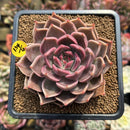 Echeveria 'Bella Rosa' 3"-4" Succulent Plant Cutting