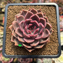 Echeveria 'Bella Rosa' 3"-4" Succulent Plant Cutting