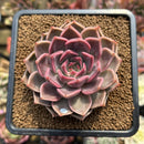Echeveria 'Bella Rosa' 3"-4" Succulent Plant Cutting
