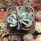Echeveria 'Berkley Light' Variegated 2" Succulent Plant Cutting