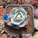 Echeveria 'Berkley Light' Variegated 2" Succulent Plant Cutting