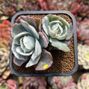 Echeveria 'Berkley Light' Variegated 2" Succulent Plant Cutting