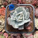 Echeveria 'Berkley Light' Variegated 2" Succulent Plant Cutting