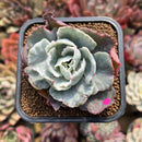Echeveria 'Berkley Light' Variegated 2" Succulent Plant Cutting