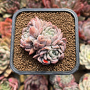 Echeveria 'Elsa' 2" Succulent Plant Cutting