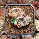 Echeveria 'Elsa' 2" Succulent Plant Cutting