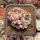 Echeveria 'Elsa' 2" Succulent Plant Cutting