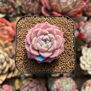 Echeveria 'Pink Spot' 2" Succulent Plant Cutting