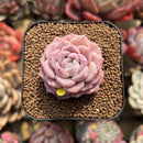Echeveria 'Pink Spot' 2" Succulent Plant Cutting