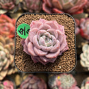 Echeveria 'Pink Spot' 2" Succulent Plant Cutting