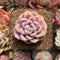 Echeveria 'Pink Spot' 2" Succulent Plant Cutting