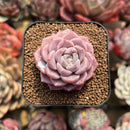 Echeveria 'Pink Spot' 2" Succulent Plant Cutting