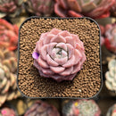 Echeveria 'Pink Spot' 2" Succulent Plant Cutting