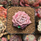 Echeveria 'Pink Spot' 2" Succulent Plant Cutting