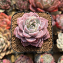 Echeveria 'Pink Spot' 2" Succulent Plant Cutting