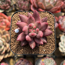 Pachyphytum 'Angels Finger' 2" Succulent Plant