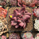 Pachyphytum 'Angels Finger' 2" Succulent Plant