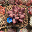 Pachyphytum 'Angels Finger' 2" Succulent Plant