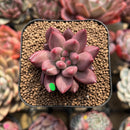 Pachyphytum 'Angels Finger' 2" Succulent Plant