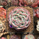 Echeveria 'Moon Harvest' 2" Succulent Plant Cutting