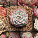 Echeveria 'Moon Harvest' 2" Succulent Plant Cutting