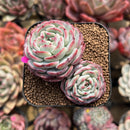 Echeveria 'Moon Harvest' 2" Succulent Plant Cutting