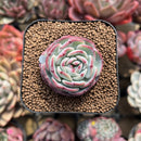 Echeveria 'Moon Harvest' 2" Succulent Plant Cutting