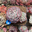 Echeveria 'Moon Harvest' 2" Succulent Plant Cutting