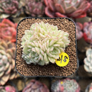 Echeveria 'Shineness' 2" Succulent Plant Cutting