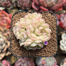 Echeveria 'Shineness' 2" Succulent Plant Cutting