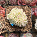Echeveria 'Shineness' 2" Succulent Plant Cutting