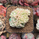 Echeveria 'Shineness' 2" Succulent Plant Cutting
