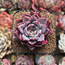 Echeveria 'Colorado' 2" Succulent Plant Cutting