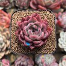 Echeveria 'Colorado' 2" Succulent Plant Cutting