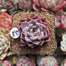 Echeveria 'Colorado' 2" Succulent Plant Cutting
