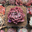 Echeveria 'Colorado' 2" Succulent Plant Cutting