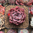 Echeveria 'Colorado' 2" Succulent Plant Cutting