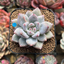 Echeveria 'Fresh Champagne' 2" Succulent Plant Cutting