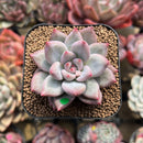 Echeveria 'Fresh Champagne' 2" Succulent Plant Cutting