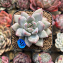 Echeveria 'Fresh Champagne' 2" Succulent Plant Cutting