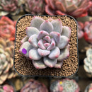 Echeveria 'Fresh Champagne' 2" Succulent Plant Cutting