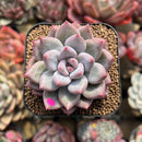 Echeveria 'Fresh Champagne' 2" Succulent Plant Cutting