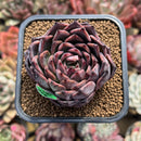 Echeveria 'Nomad' 2" Succulent Plant Cutting