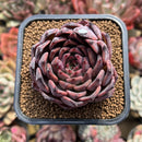 Echeveria 'Nomad' 2" Succulent Plant Cutting
