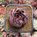 Echeveria 'Nomad' 2" Succulent Plant Cutting