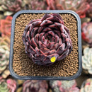 Echeveria 'Nomad' 2" Succulent Plant Cutting