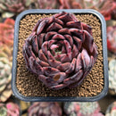 Echeveria 'Nomad' 2" Succulent Plant Cutting