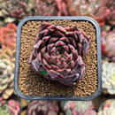Echeveria 'Nomad' 2" Succulent Plant Cutting