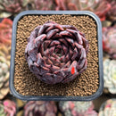 Echeveria 'Nomad' 2" Succulent Plant Cutting
